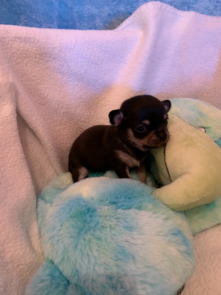Des Petits Jedi - Chihuahua - Portée née le 26/11/2020