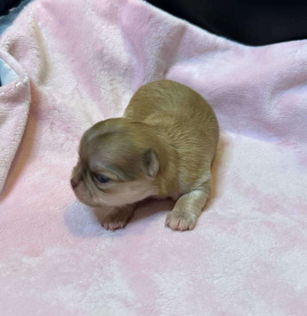 Des Petits Jedi - Chiot disponible  - Chihuahua