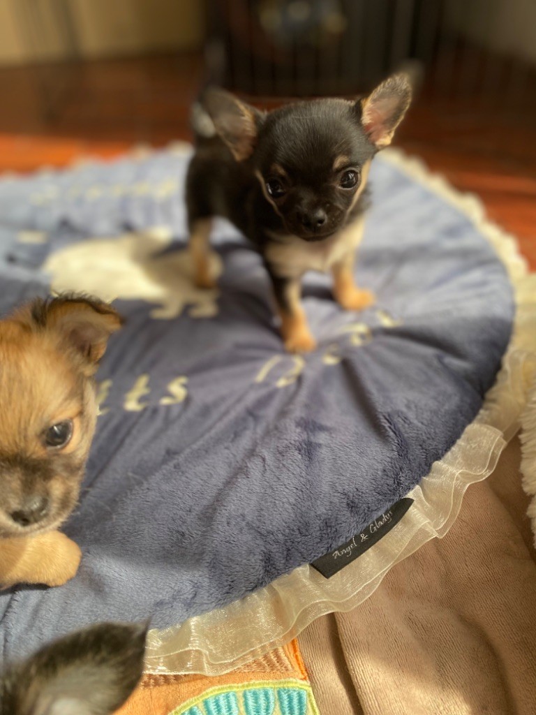 chiot Chihuahua Des Petits Jedi