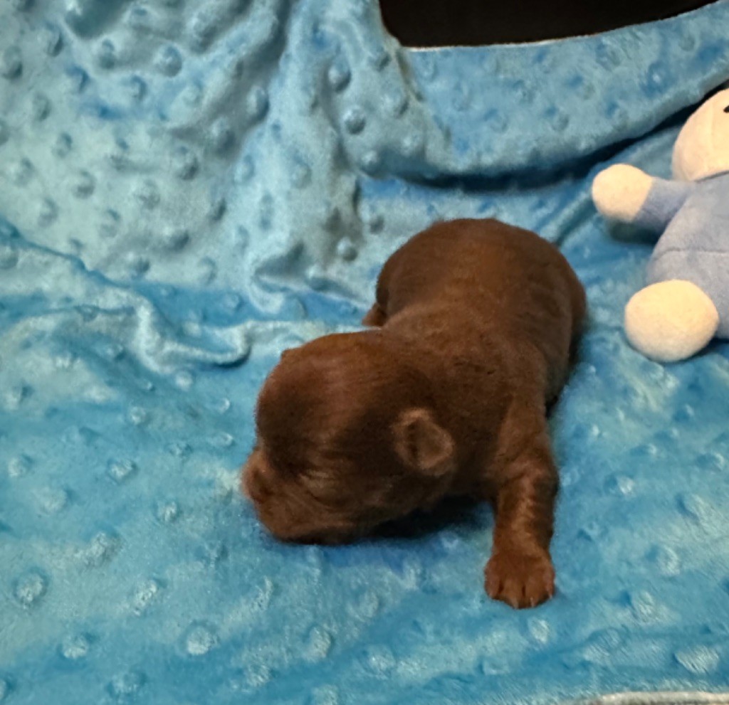 Des Petits Jedi - Chiot disponible  - Chihuahua