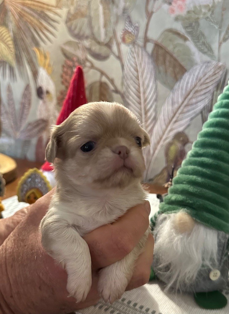 Des Petits Jedi - Chiot disponible  - Chihuahua