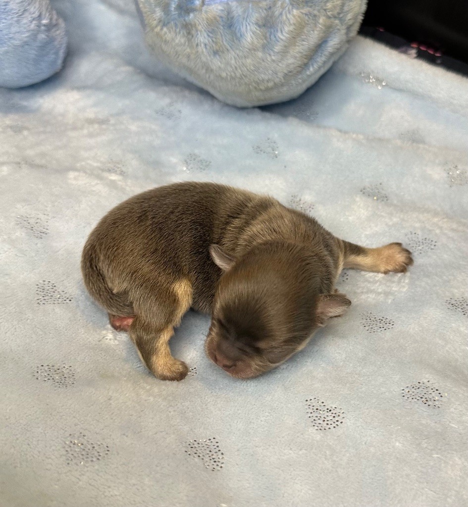 Des Petits Jedi - Chiot disponible  - Chihuahua