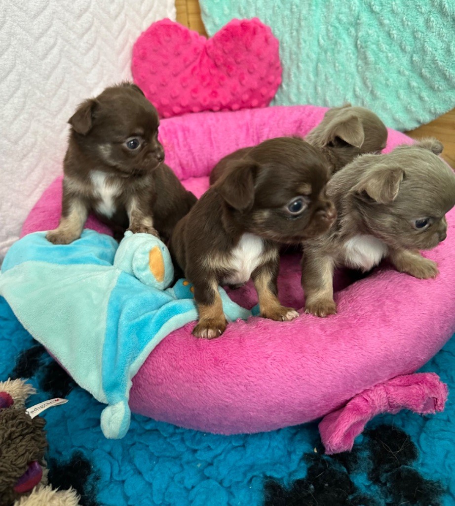 chiot Chihuahua Des Petits Jedi