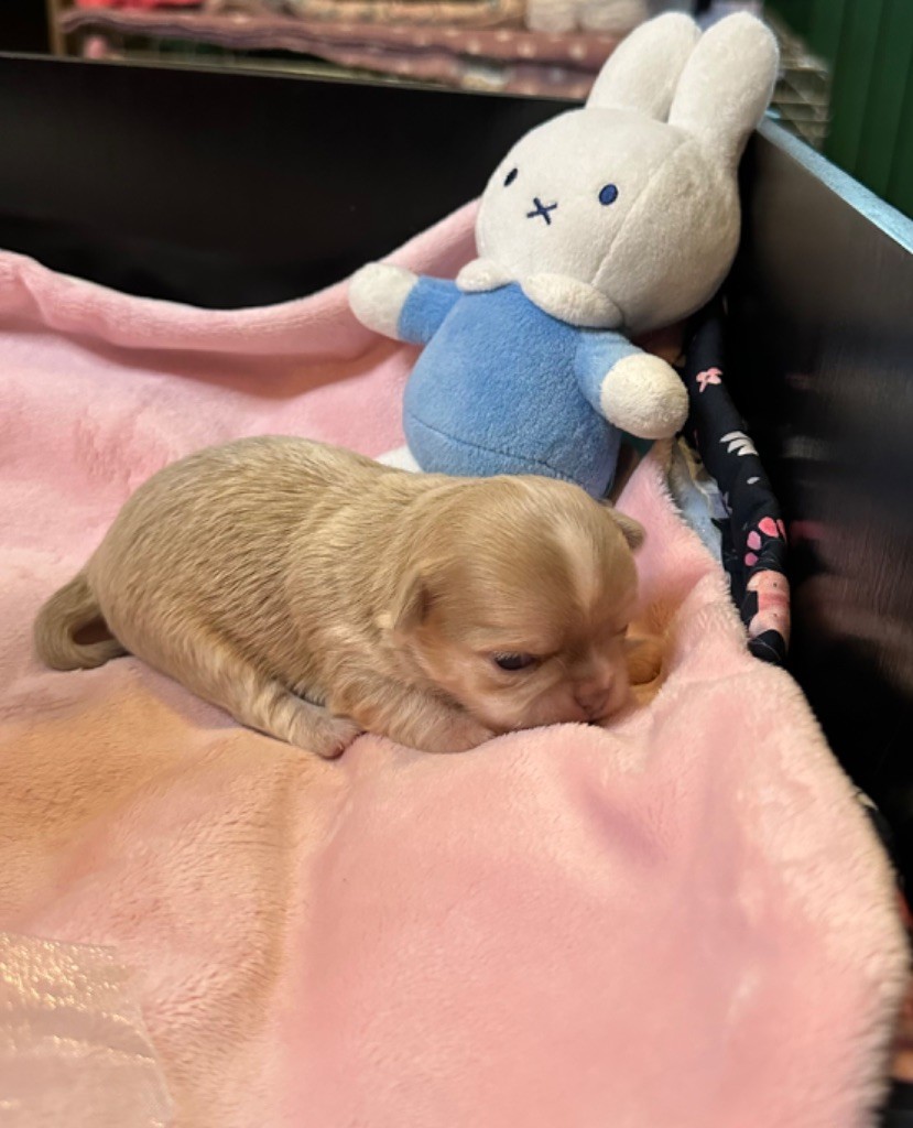 Des Petits Jedi - Chiot disponible  - Chihuahua