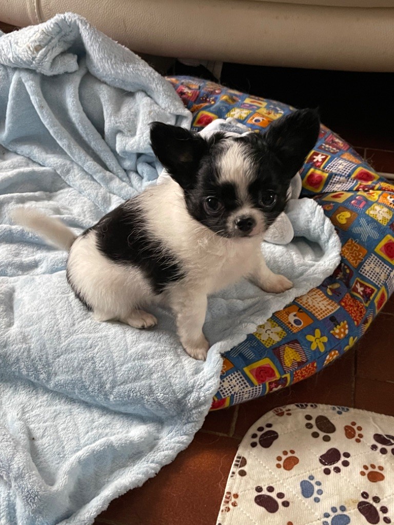 chiot Chihuahua Des Petits Jedi