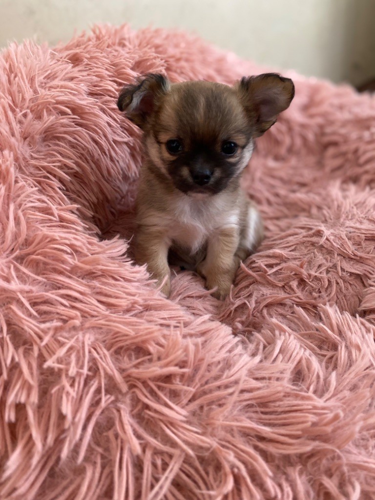 chiot Chihuahua Des Petits Jedi