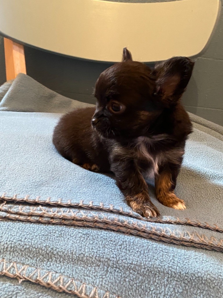 Des Petits Jedi - Chihuahua - Portée née le 03/04/2021