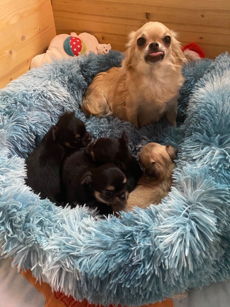 chiot Chihuahua Des Petits Jedi