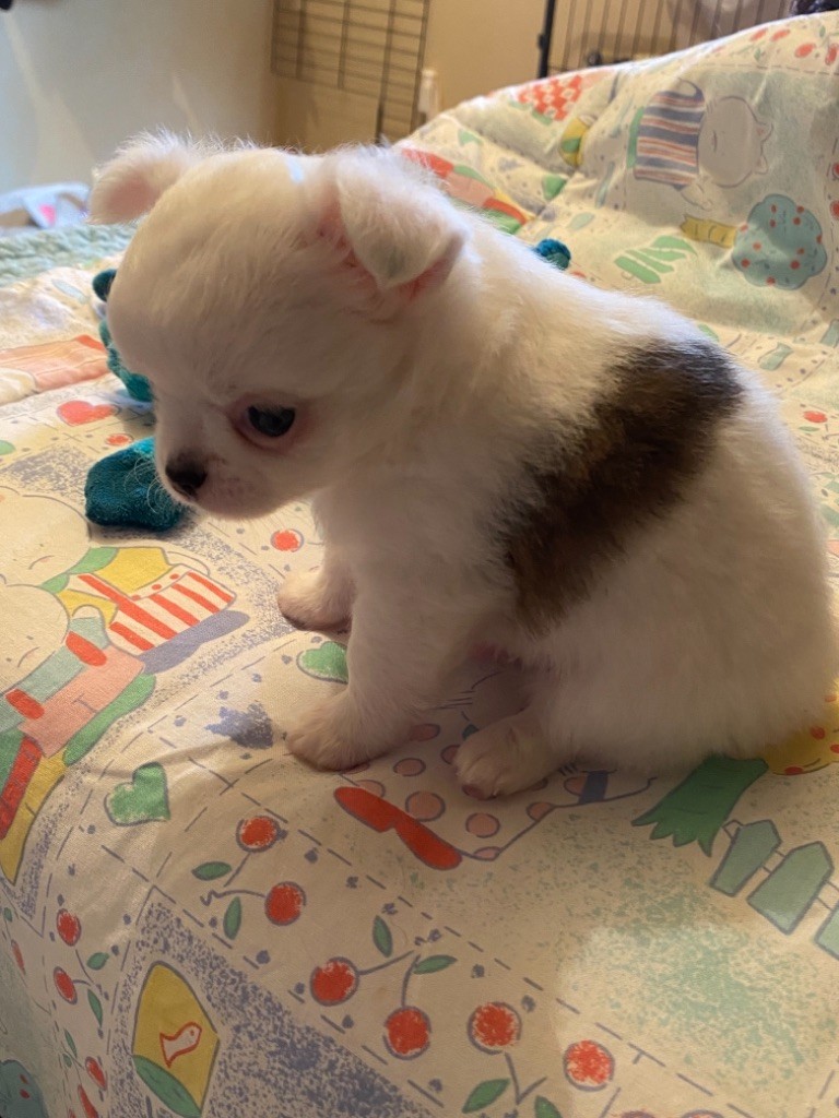 Des Petits Jedi - Chihuahua - Portée née le 10/08/2021