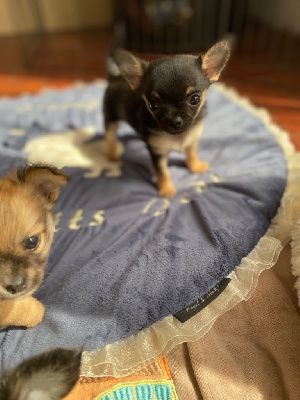 Des Petits Jedi - Chihuahua - Portée née le 01/03/2022