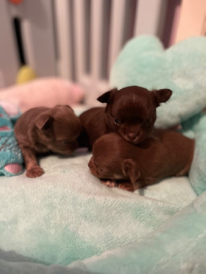 Des Petits Jedi - Chihuahua - Portée née le 01/01/2023