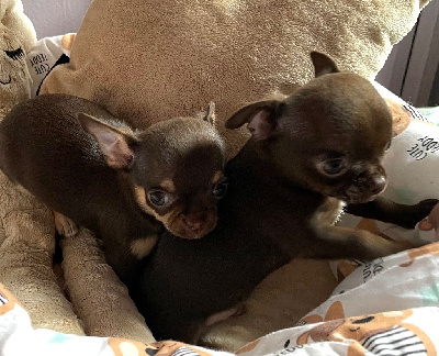 Des Petits Jedi - Chihuahua - Portée née le 22/09/2023