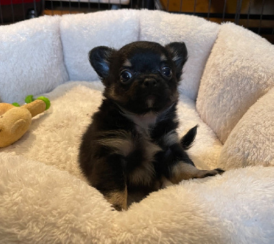 Des Petits Jedi - Chihuahua - Portée née le 02/08/2023