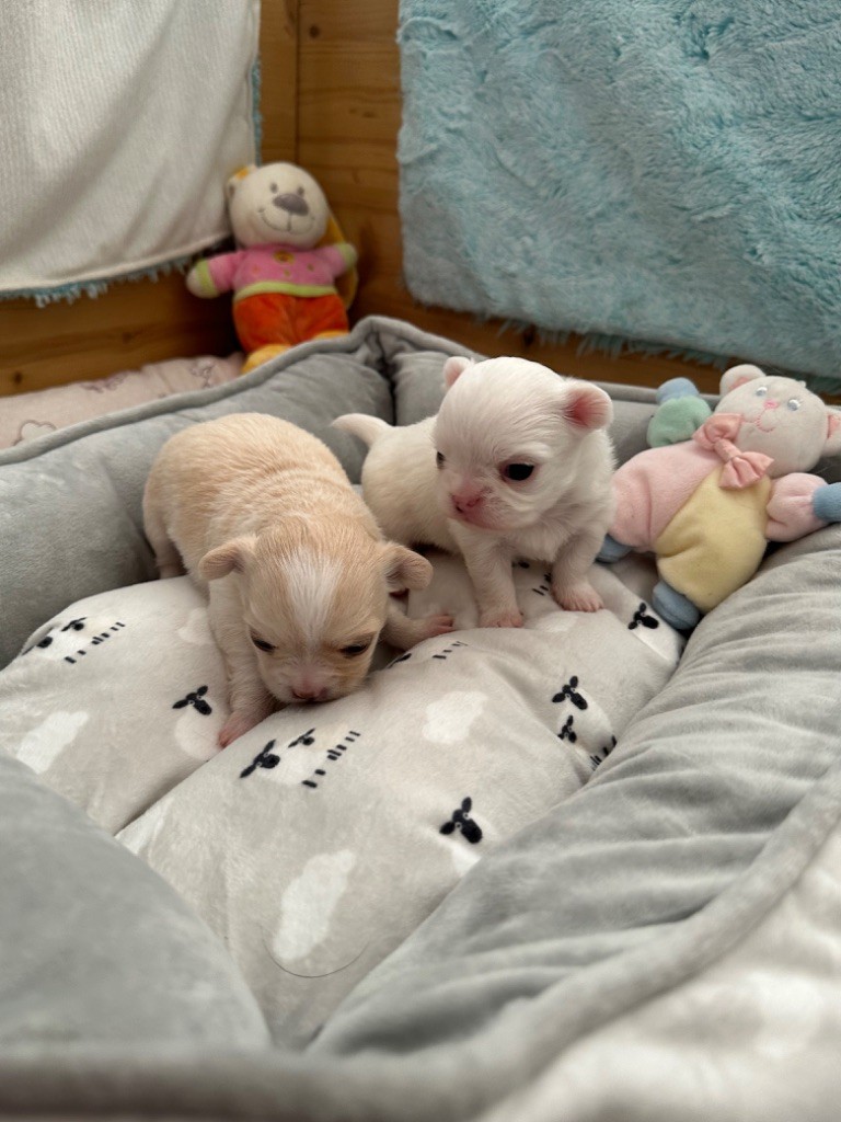 chiot Chihuahua Des Petits Jedi