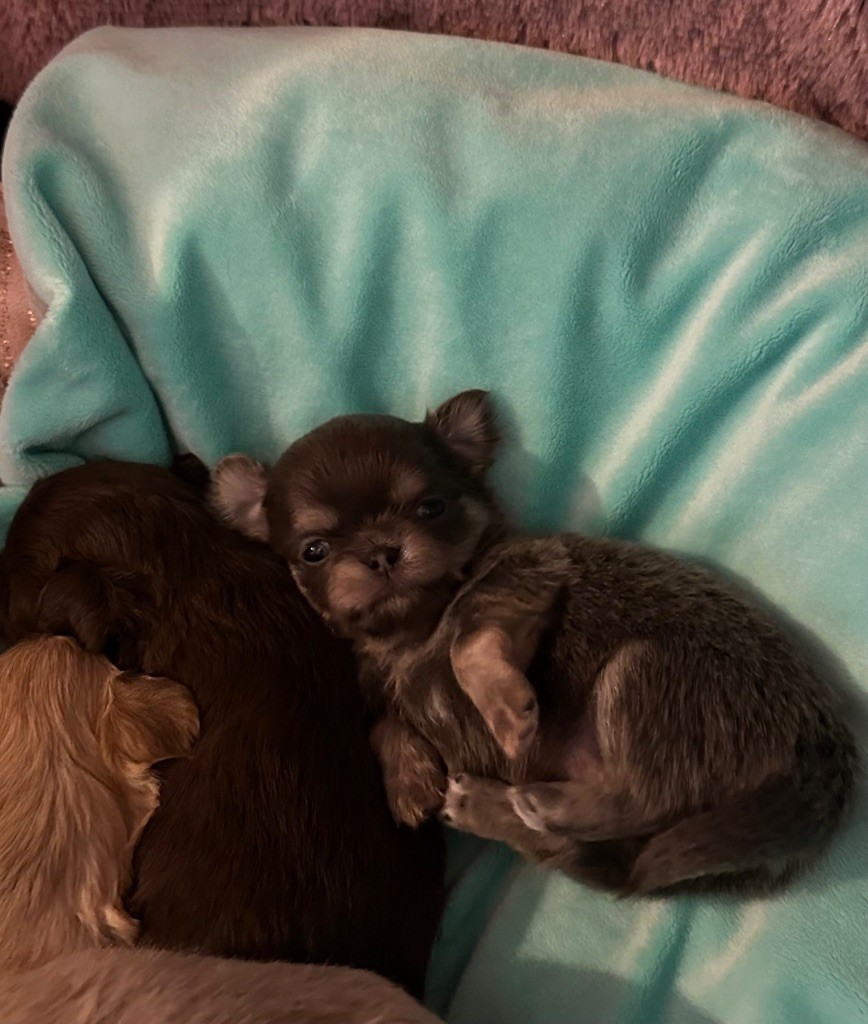 Des Petits Jedi - Chiot disponible  - Chihuahua