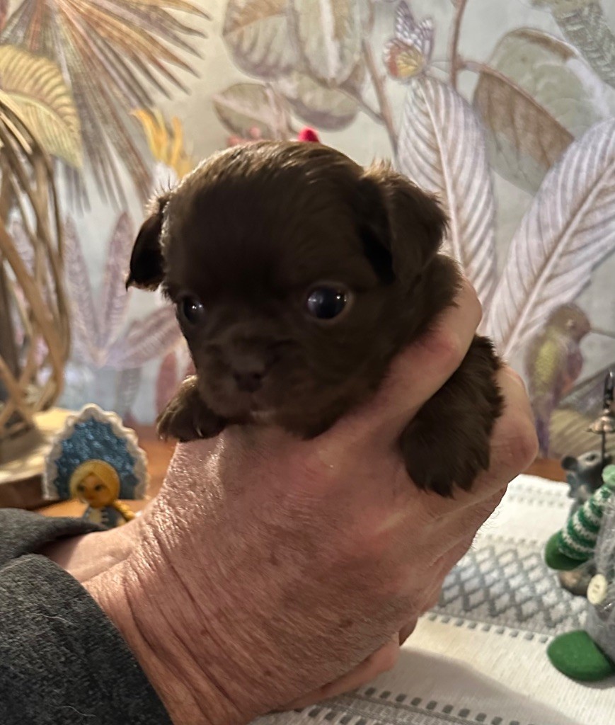 Des Petits Jedi - Chiot disponible  - Chihuahua