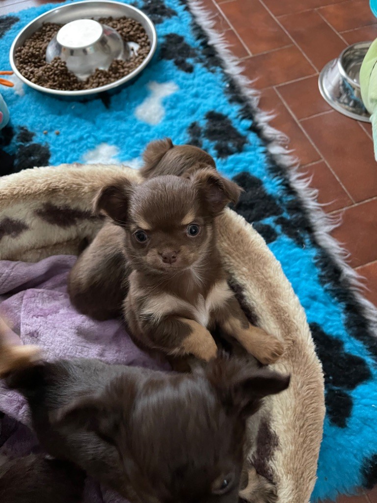 chiot Chihuahua Des Petits Jedi