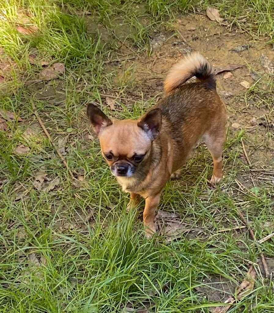 Papaye du manoir de la corbie