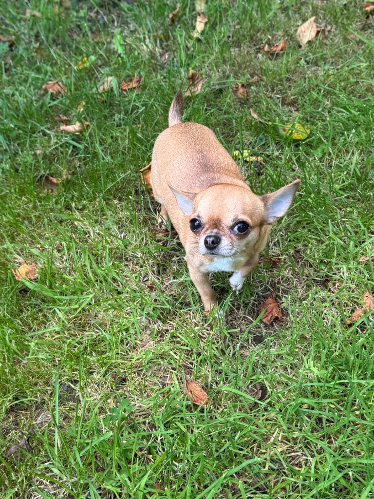 Ulala De La Contrée Des Elfes