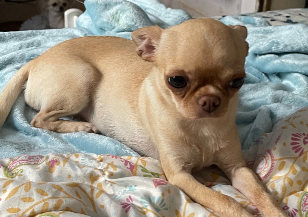 Tam-tam De La Contrée Des Elfes