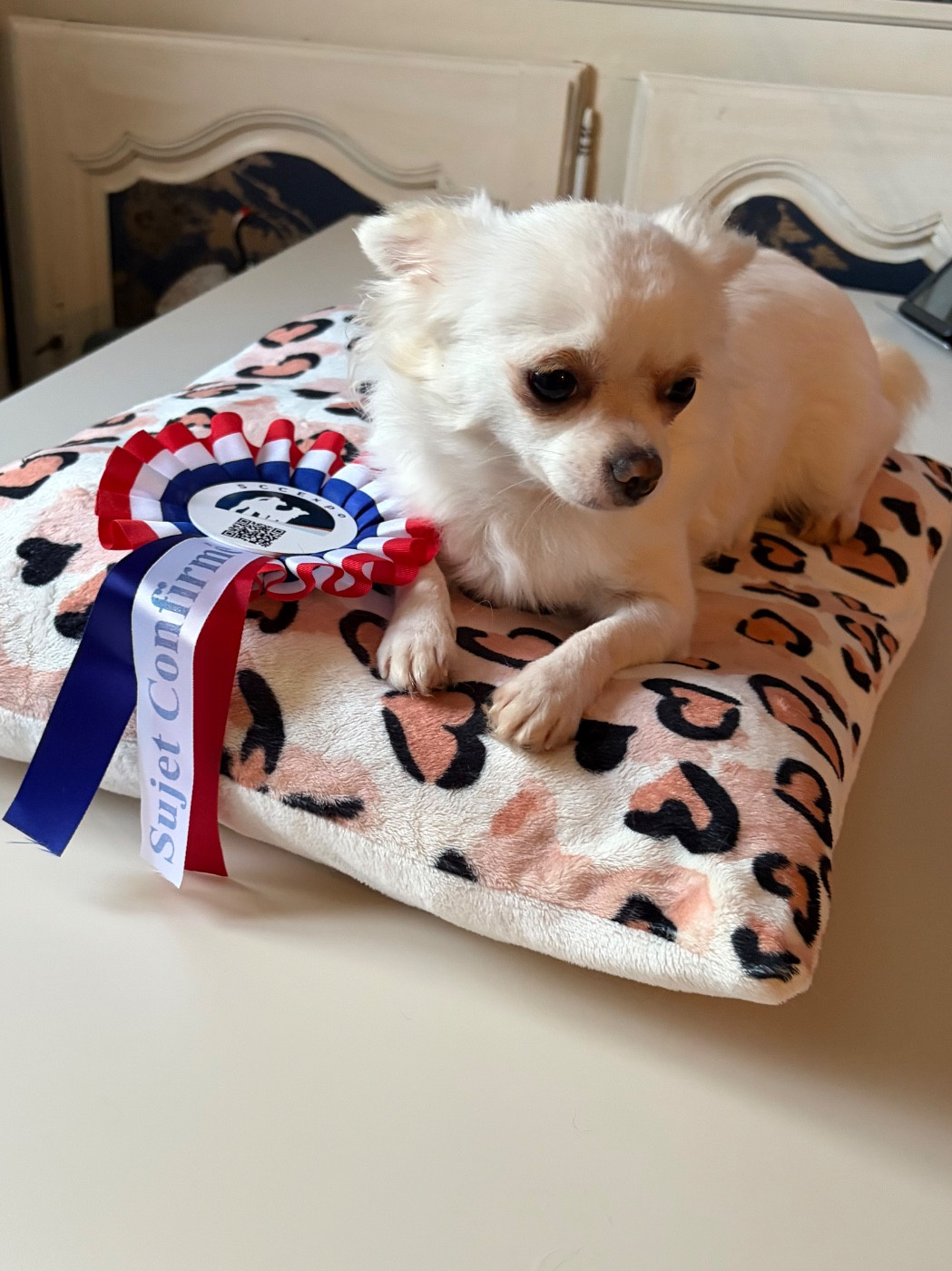 ANITA Des Petits Jedi