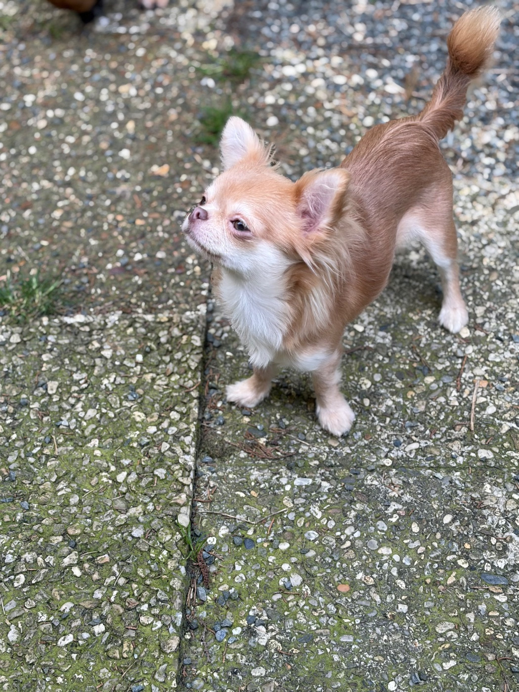 VIRGULE Des Petits Jedi