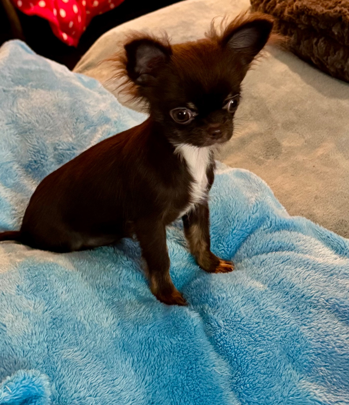 Petite femelle poils longs lof de 6 mois