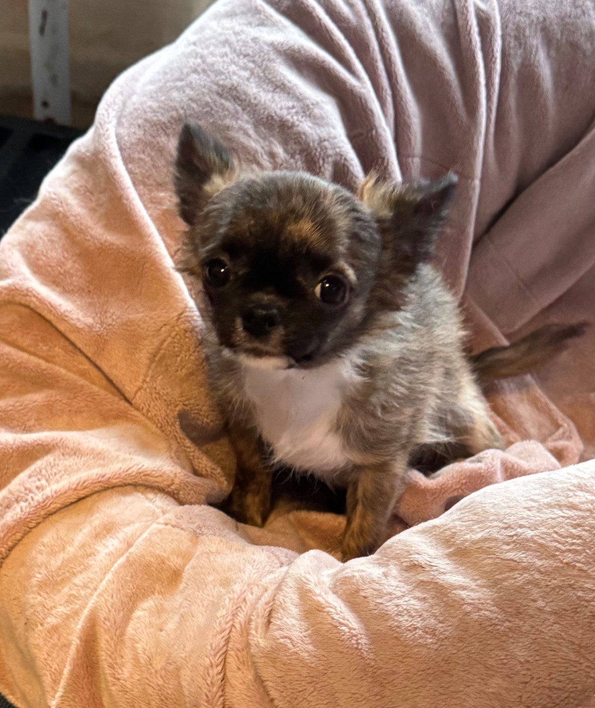 Mâle poils longs de 4 mois disponible