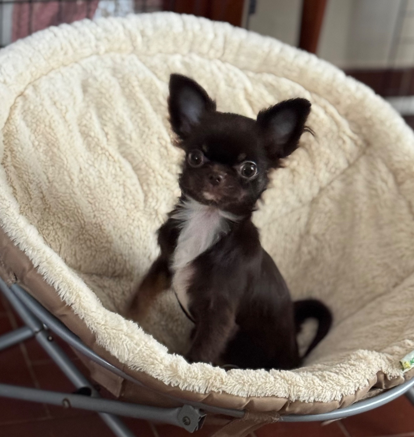 Des Petits Jedi - Chiots disponibles - Chihuahua