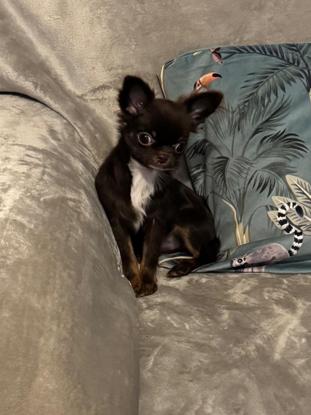 Chiot Chihuahua Des Petits Jedi