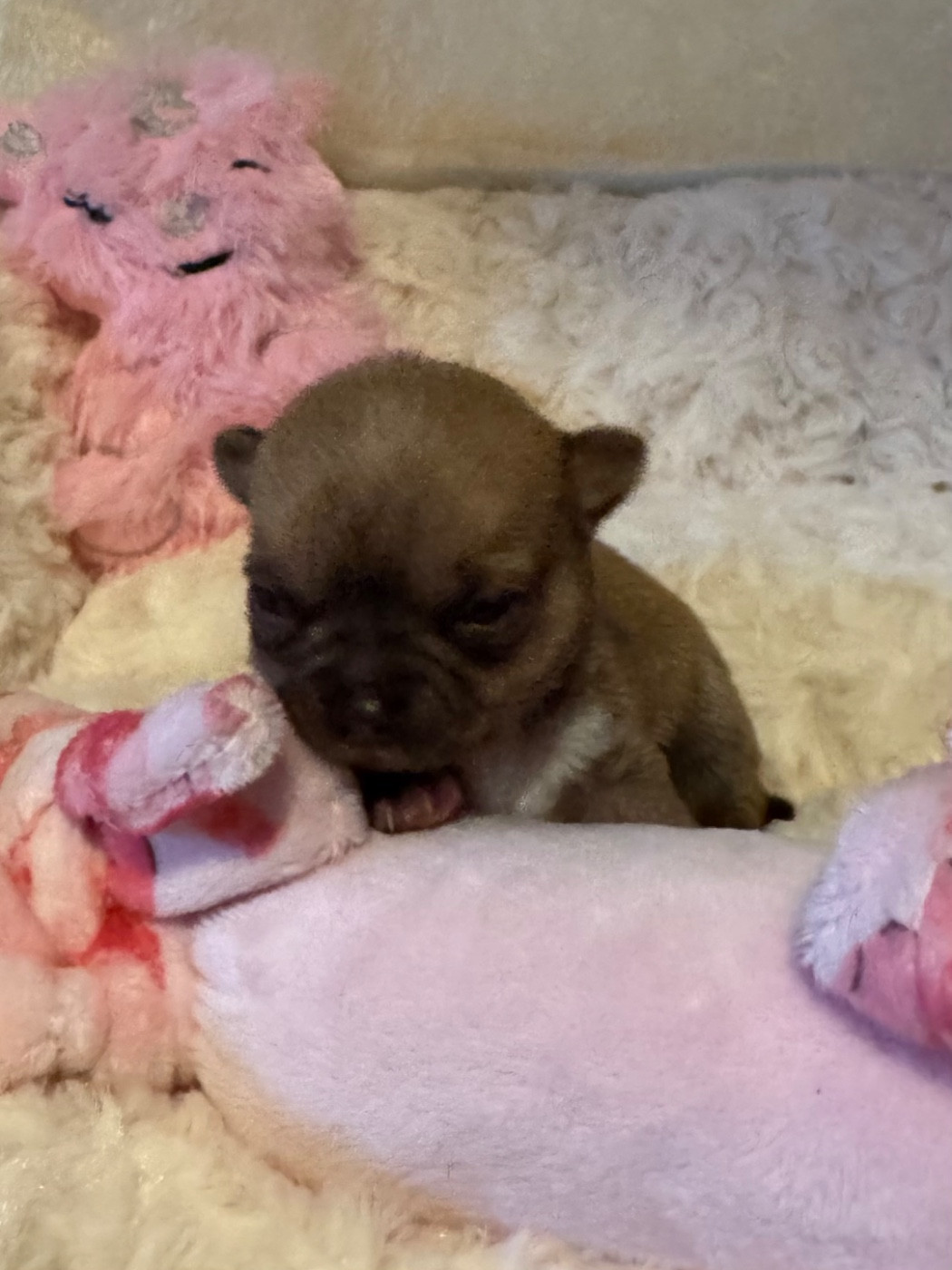 Des Petits Jedi - Chiots disponibles - Chihuahua