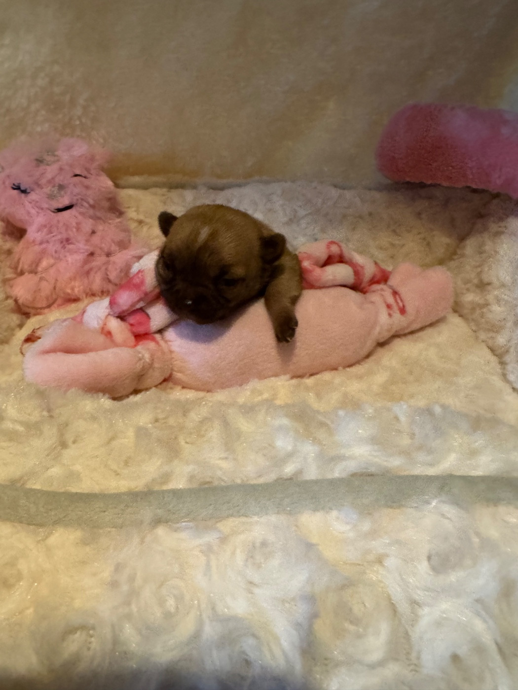 Des Petits Jedi - Chiots disponibles - Chihuahua