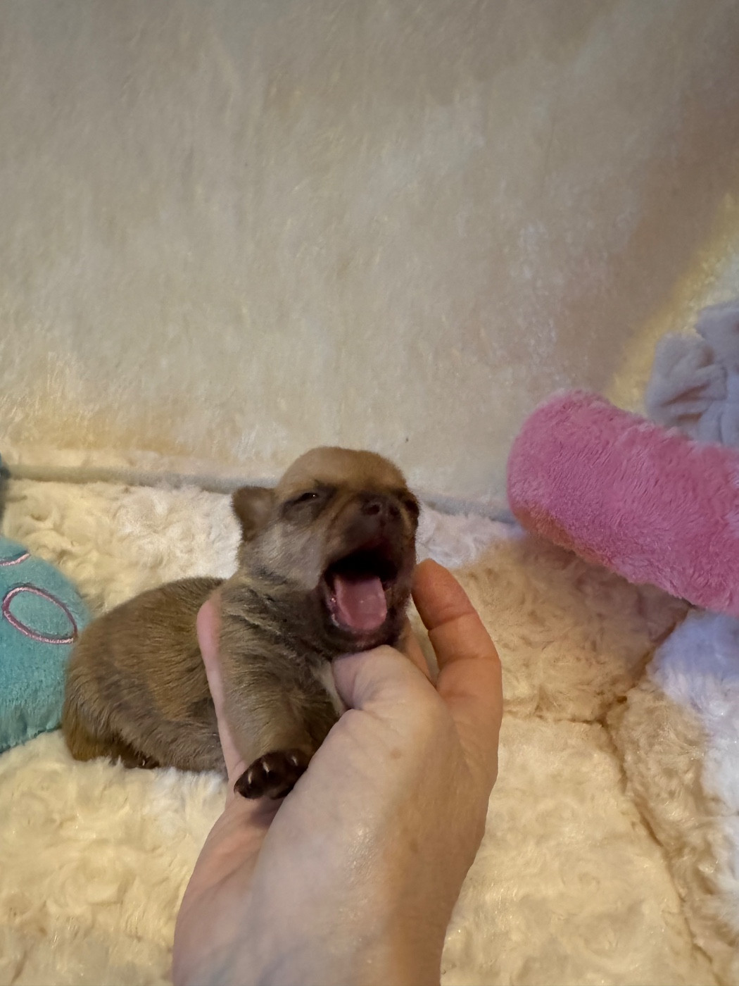 Des Petits Jedi - Chiots disponibles - Chihuahua