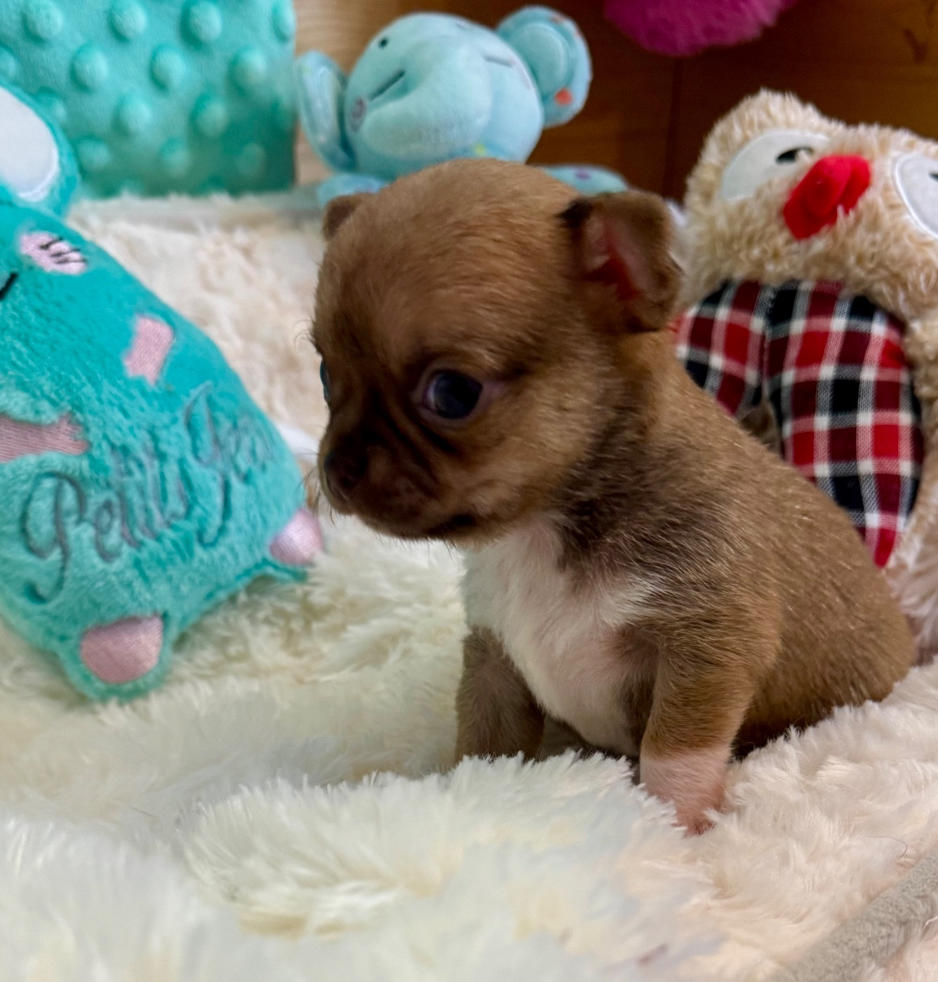 Des Petits Jedi - Chiots disponibles - Chihuahua