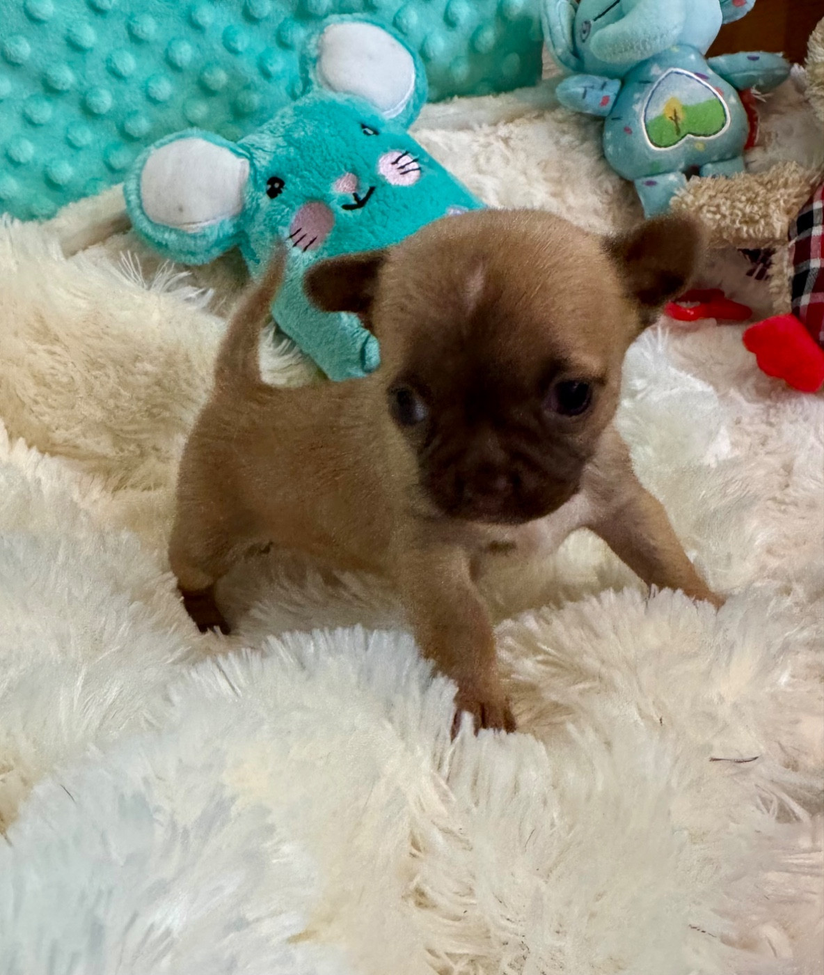 Des Petits Jedi - Chiots disponibles - Chihuahua