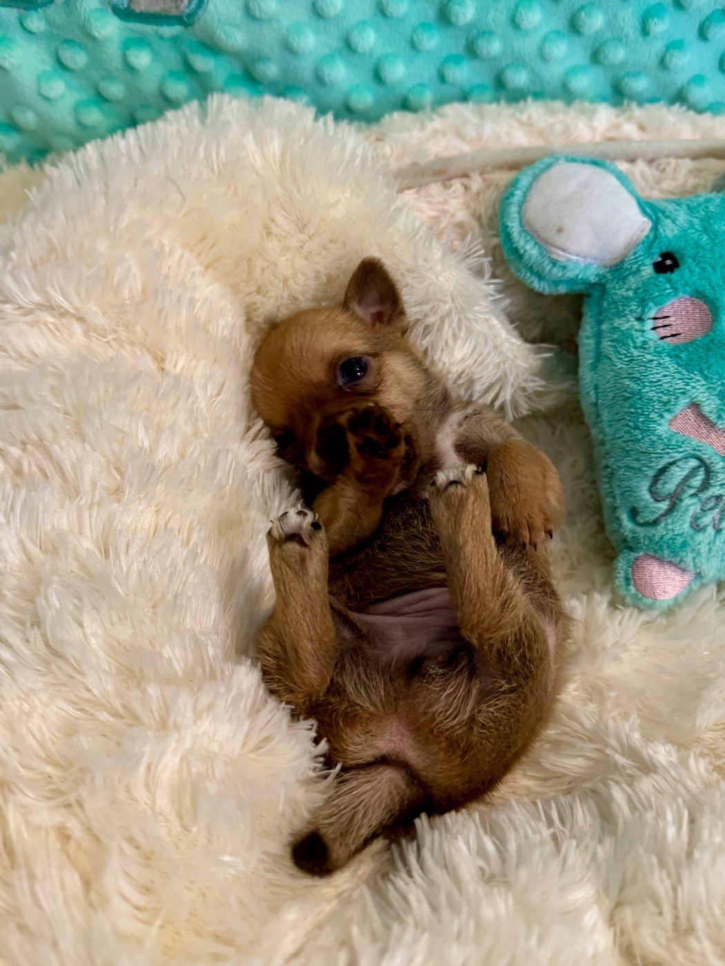 Des Petits Jedi - Chiots disponibles - Chihuahua