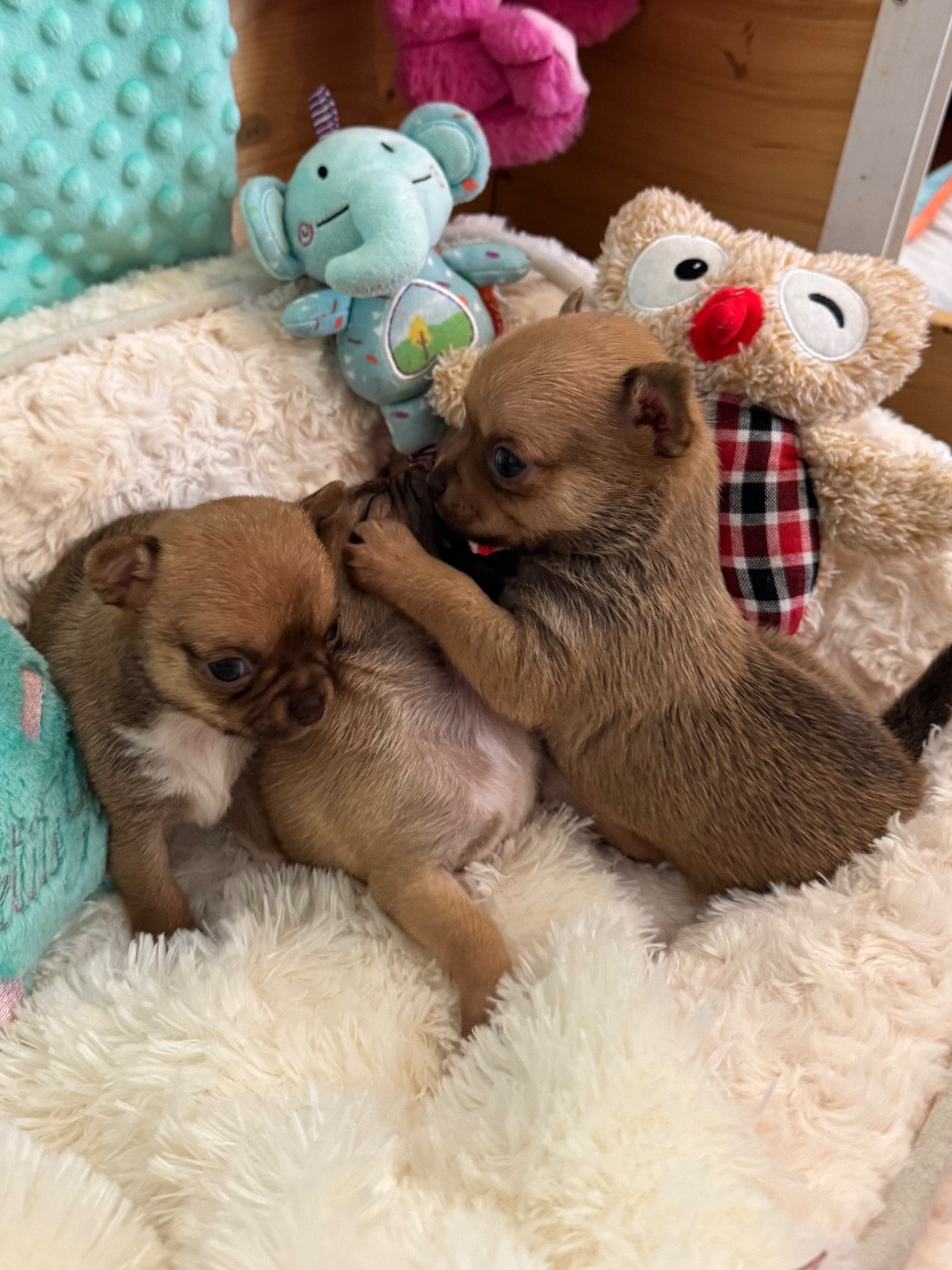 Chiot Chihuahua Des Petits Jedi