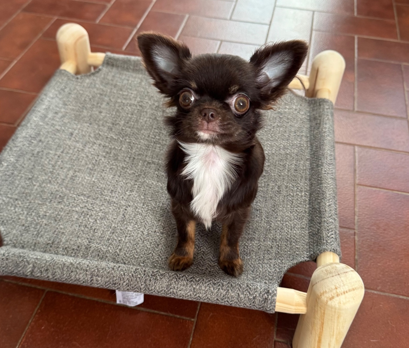 Chiot Chihuahua Des Petits Jedi