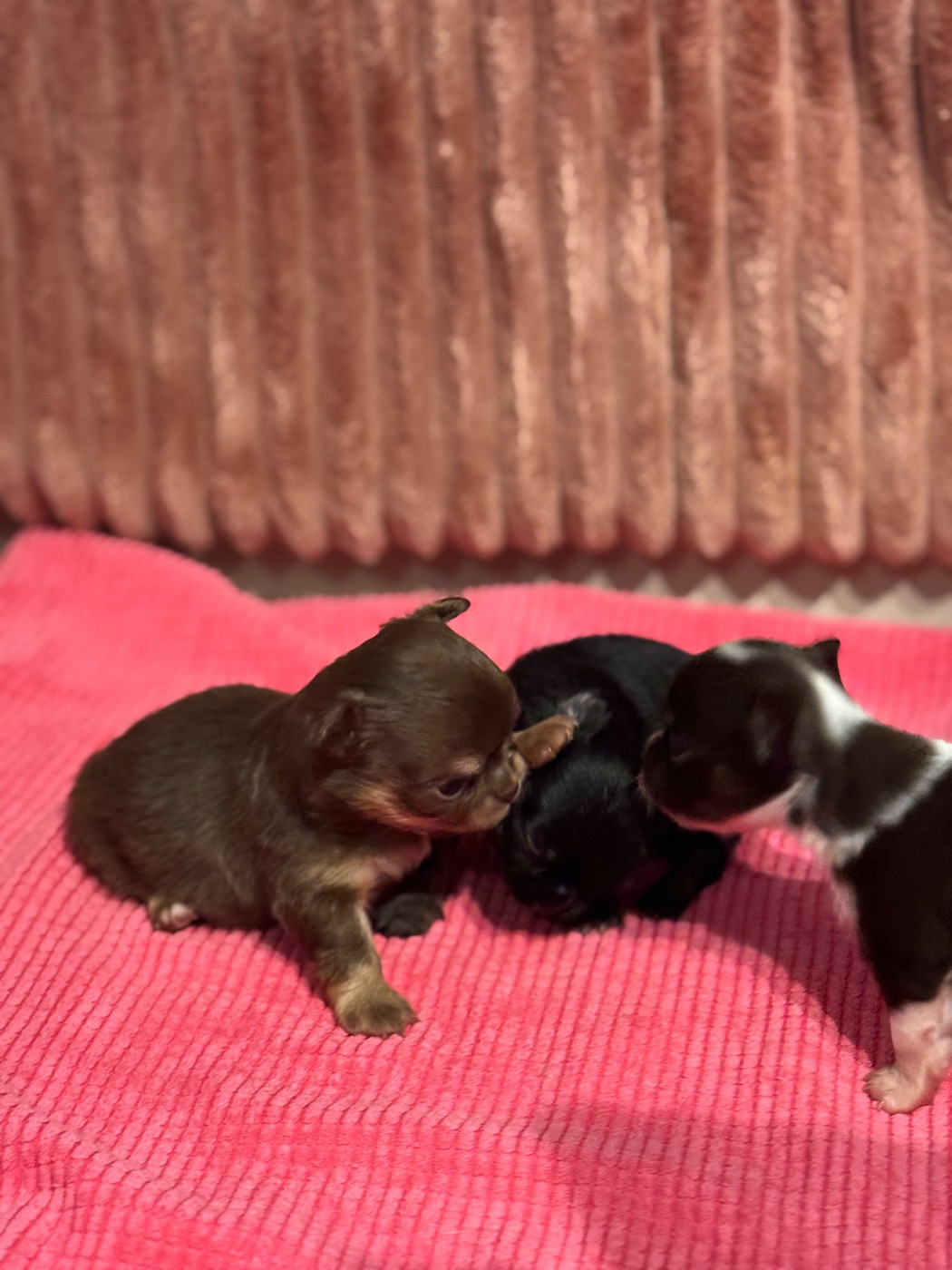 Chiot Chihuahua Des Petits Jedi
