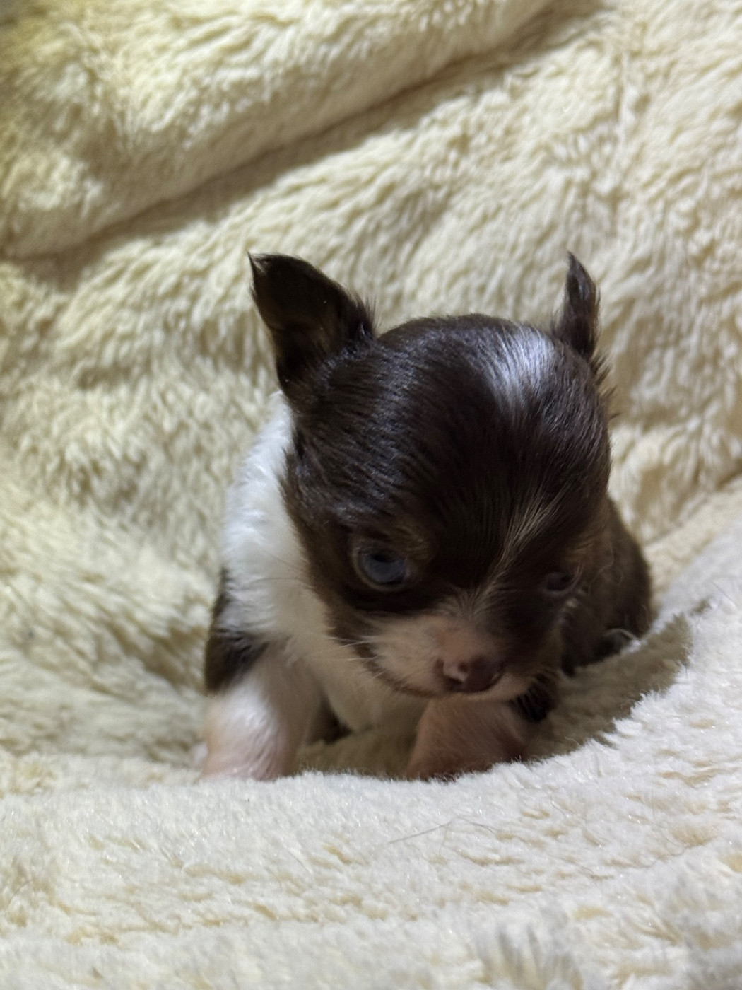 Des Petits Jedi - Chiots disponibles - Chihuahua