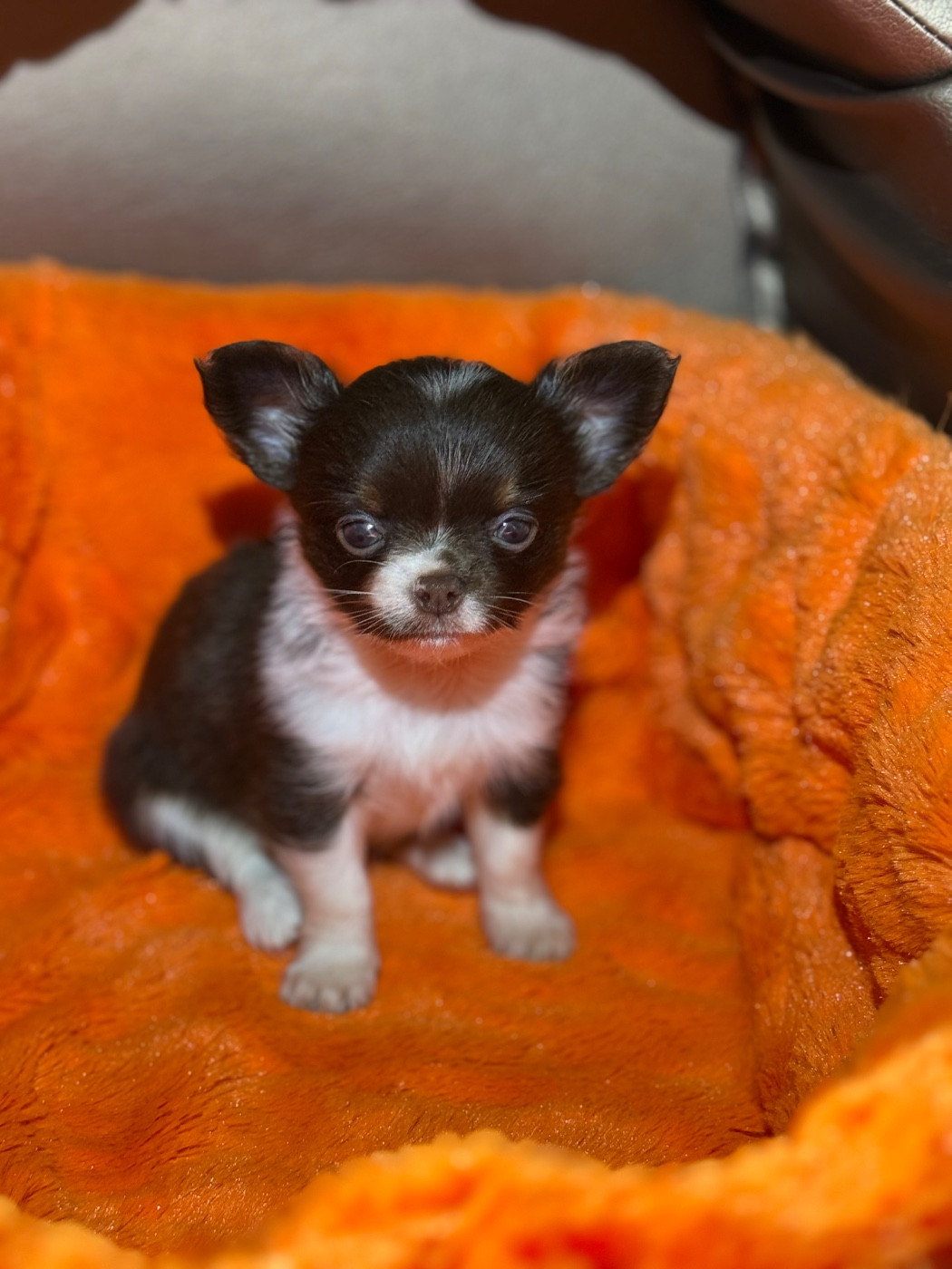 Des Petits Jedi - Chiots disponibles - Chihuahua