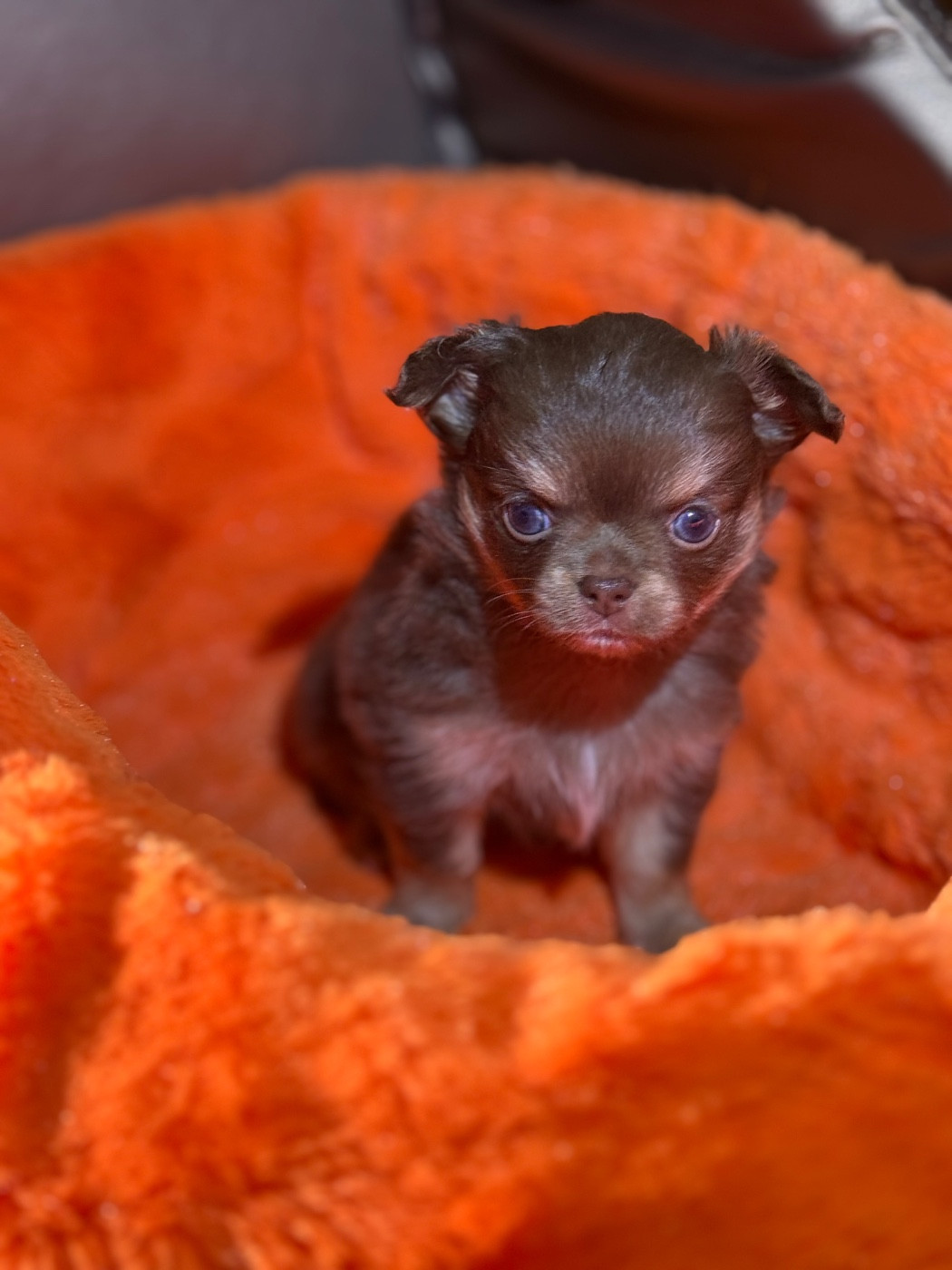 Des Petits Jedi - Chiots disponibles - Chihuahua