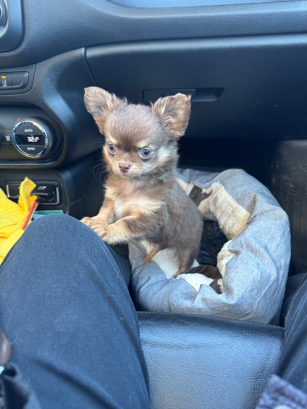 Des Petits Jedi - Chiots disponibles - Chihuahua