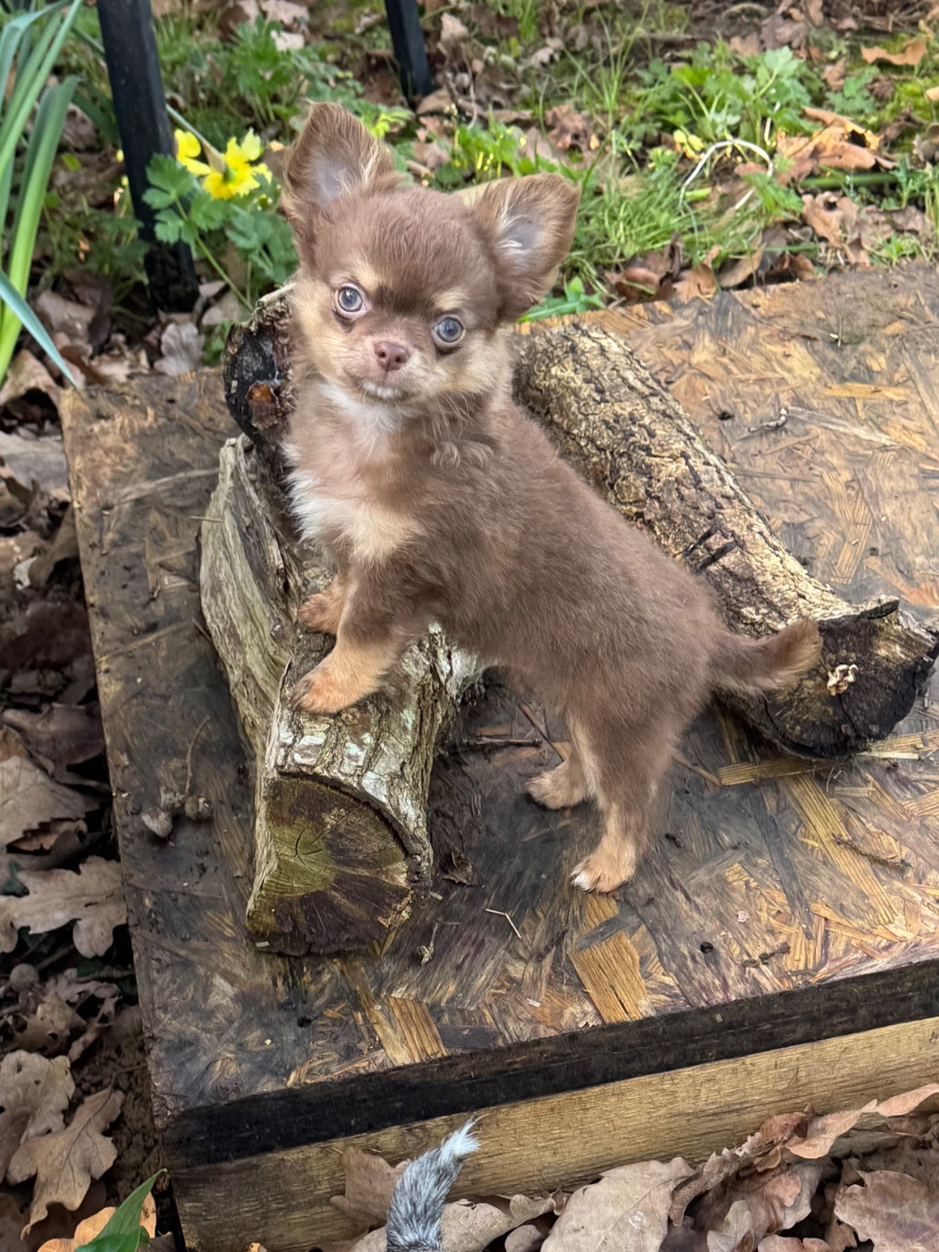 Des Petits Jedi - Chiots disponibles - Chihuahua