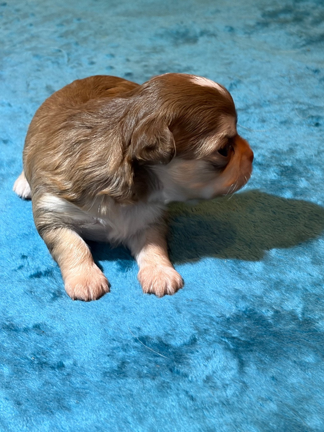 Des Petits Jedi - Chiots disponibles - Chihuahua