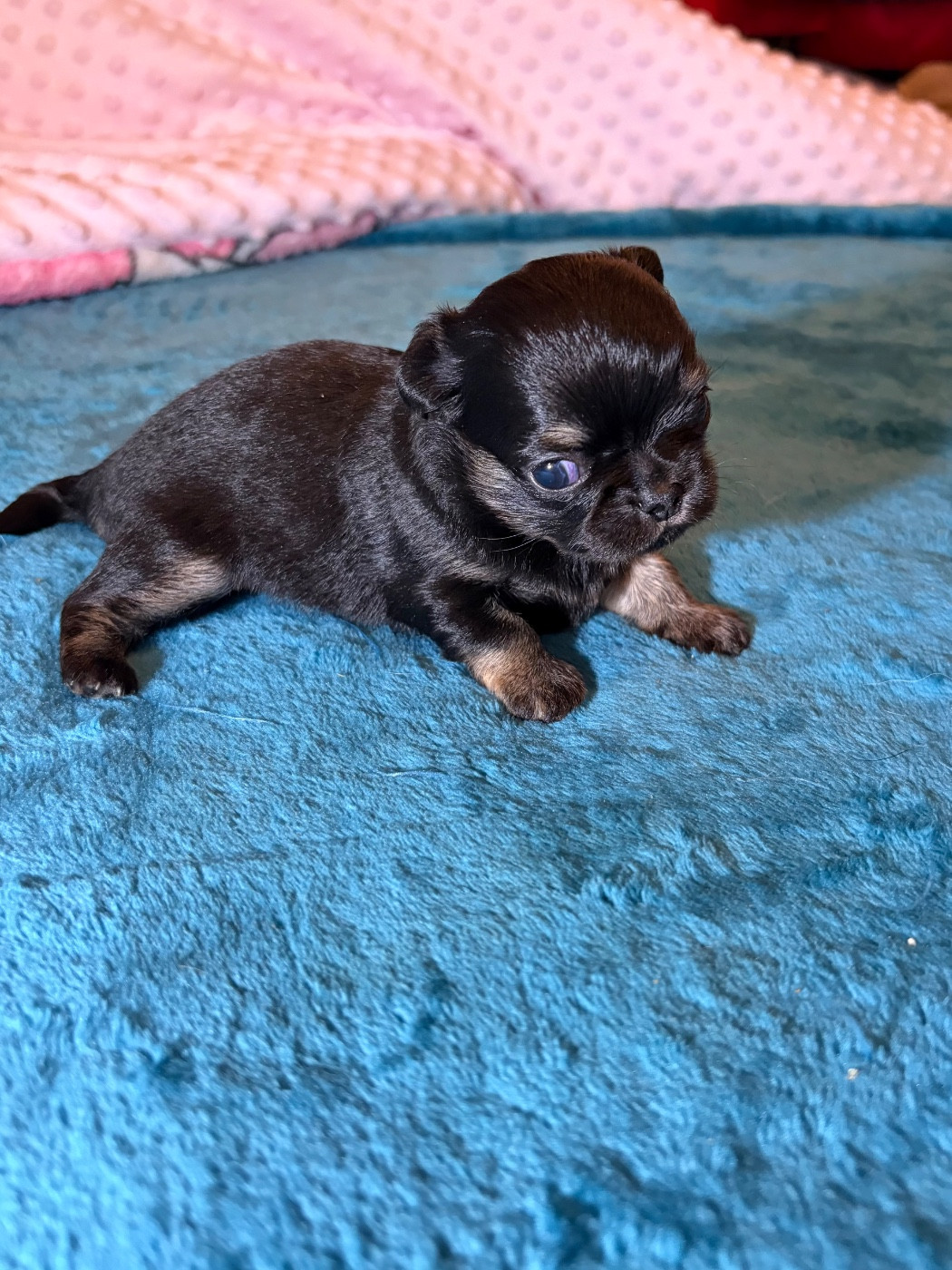 Des Petits Jedi - Chiots disponibles - Chihuahua