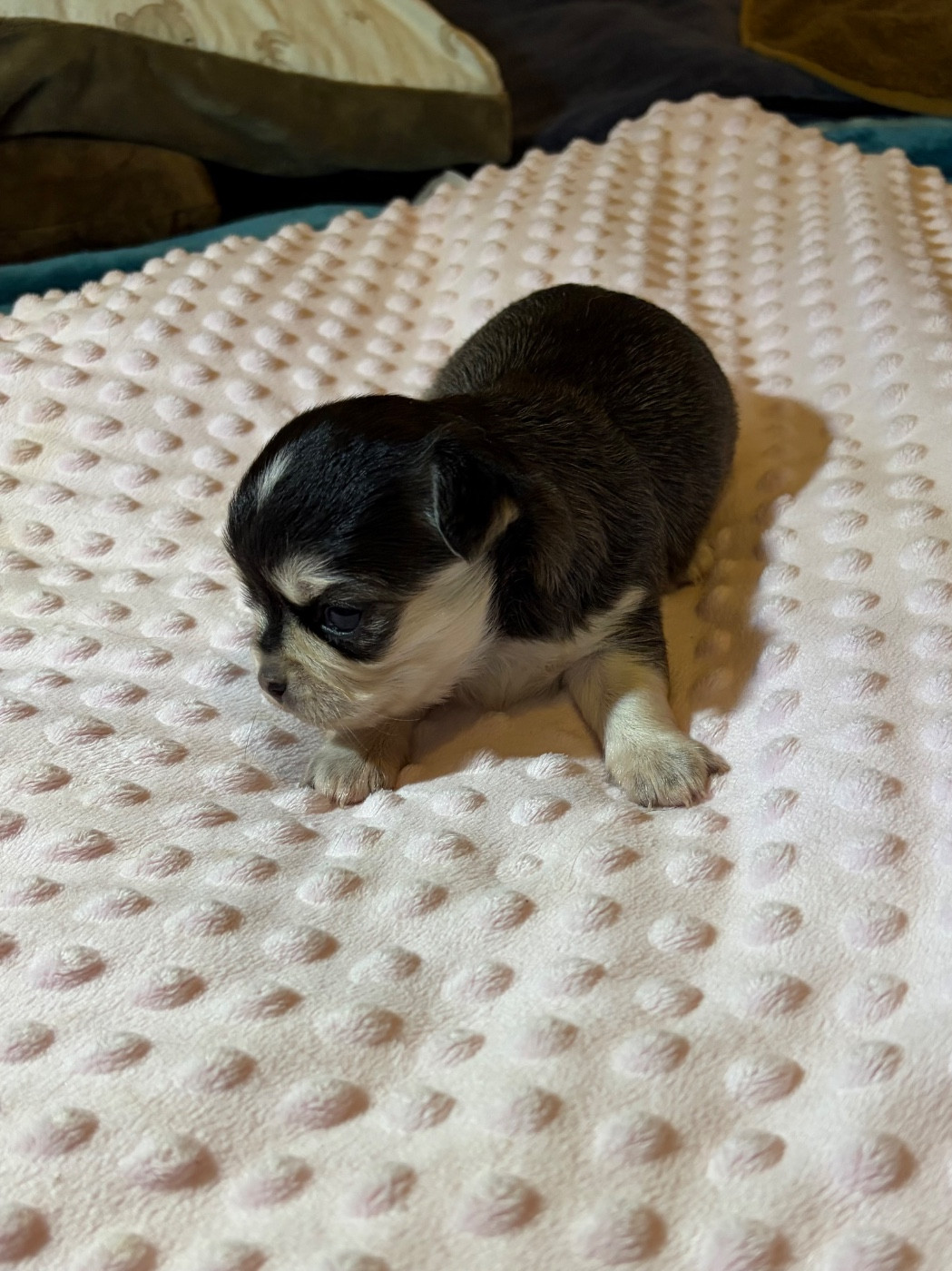 Des Petits Jedi - Chiots disponibles - Chihuahua