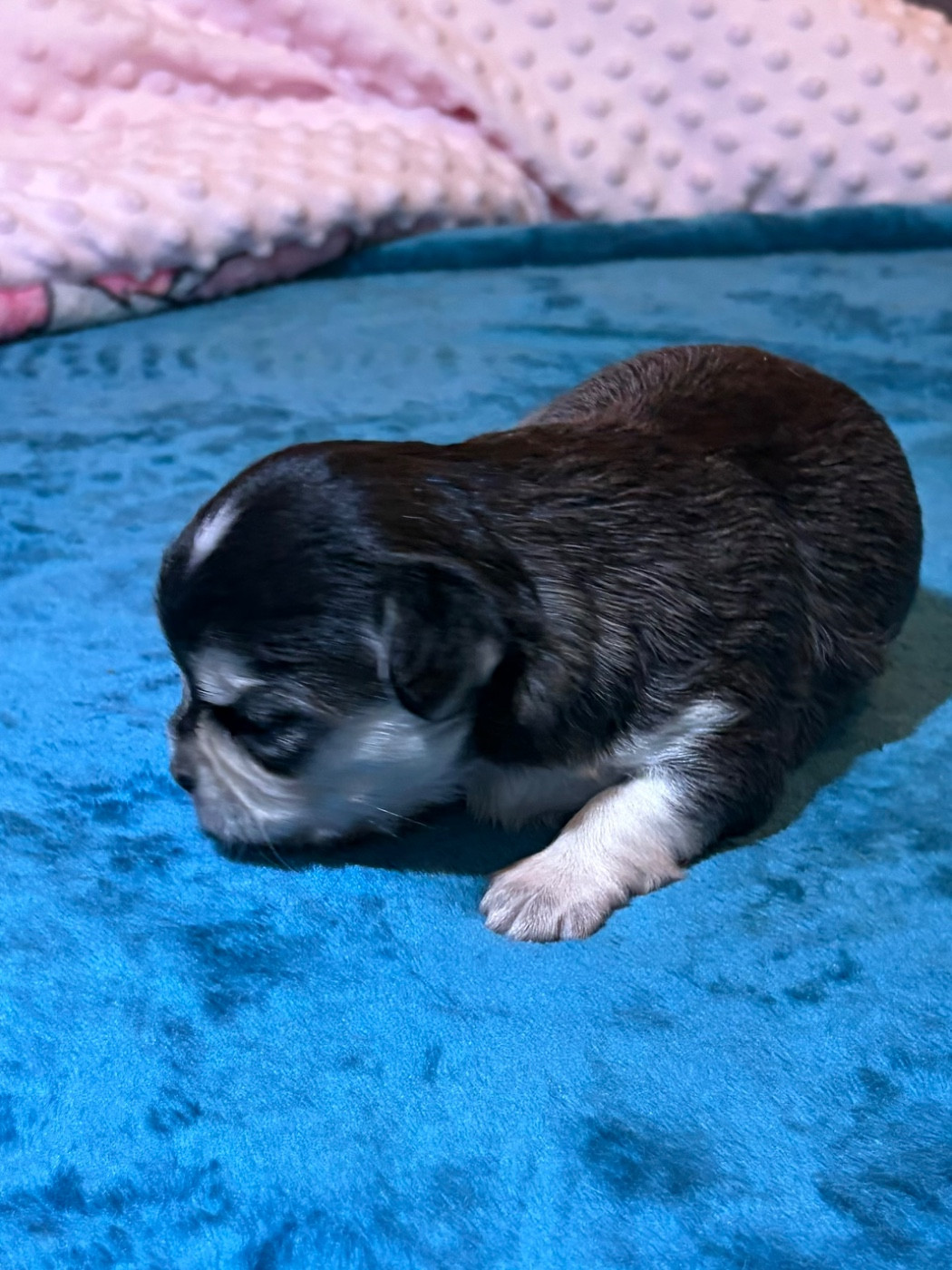 Chiot Chihuahua Des Petits Jedi