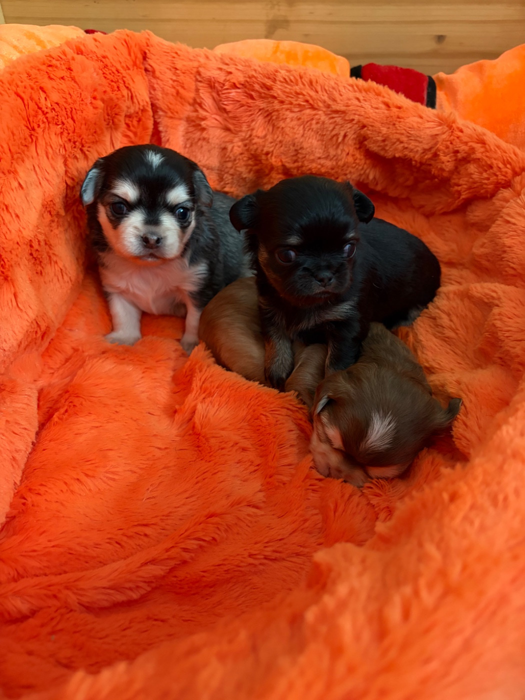 Chiot Chihuahua Des Petits Jedi