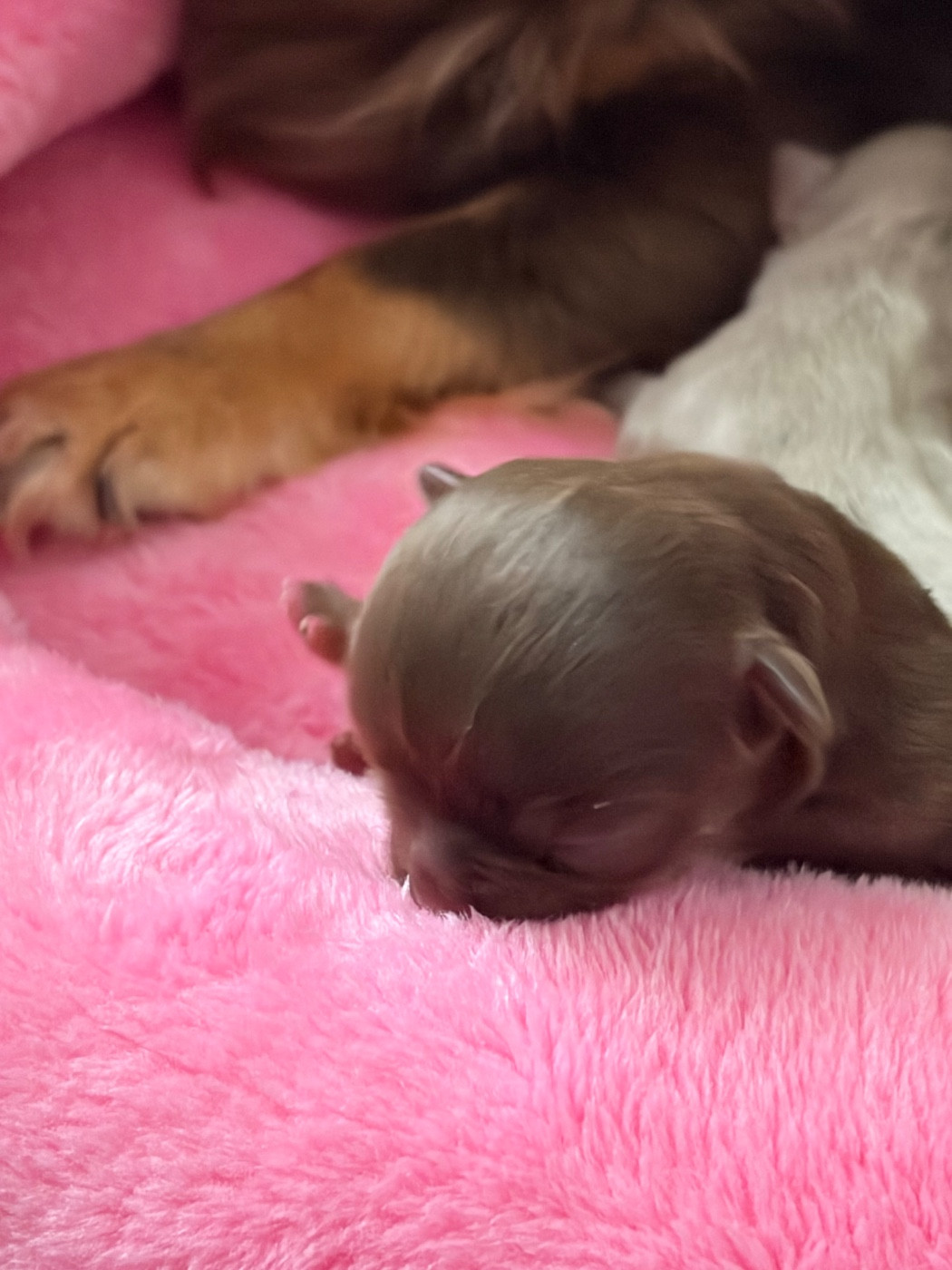 Des Petits Jedi - Chiots disponibles - Chihuahua